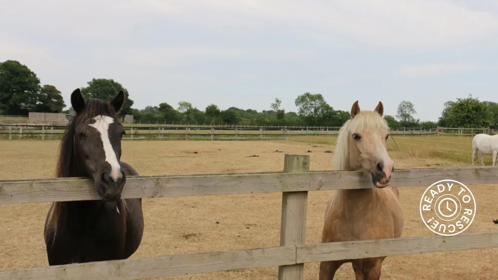 Pansie and her friend Starsky look over the fence