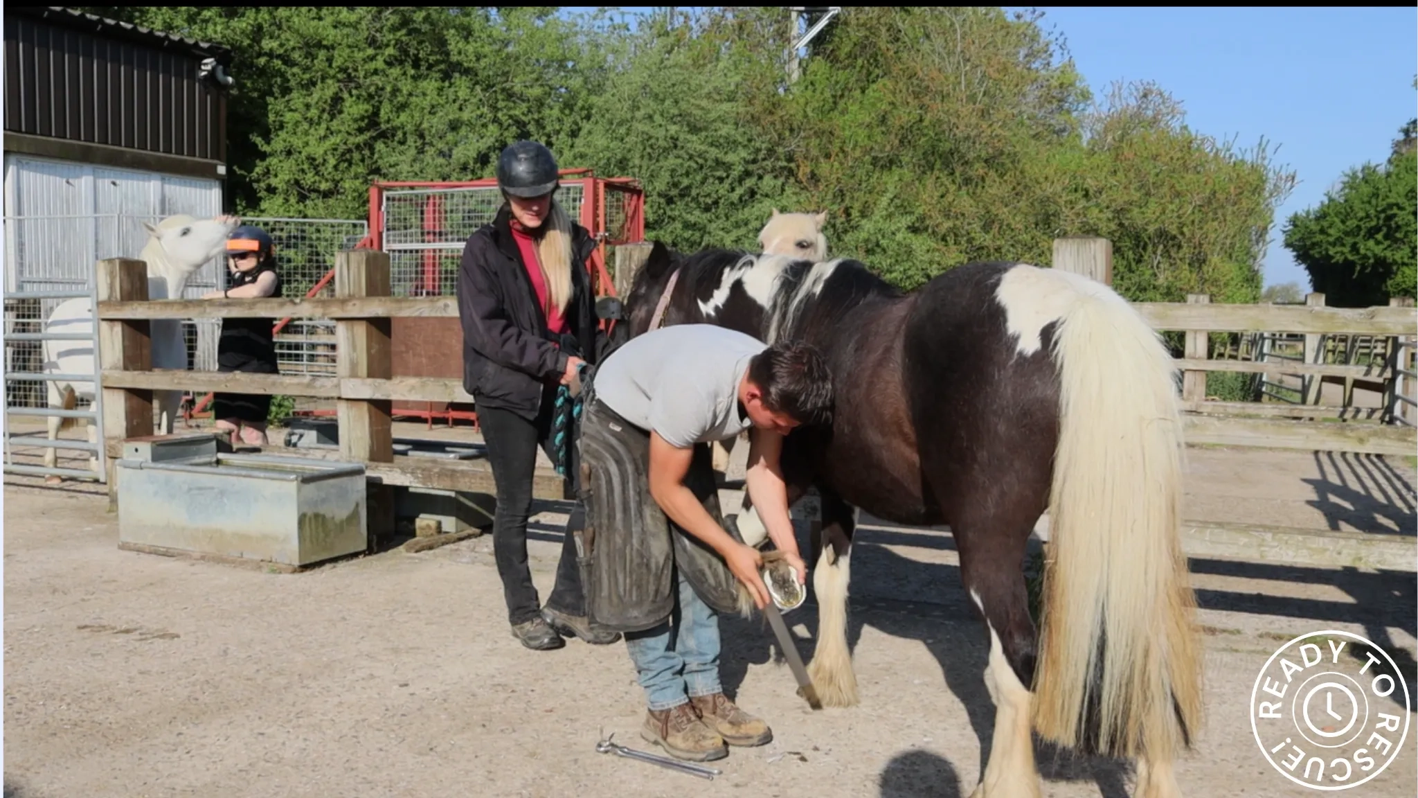 A photo of Pansie the horse with a farrier holding us one of her front legs.