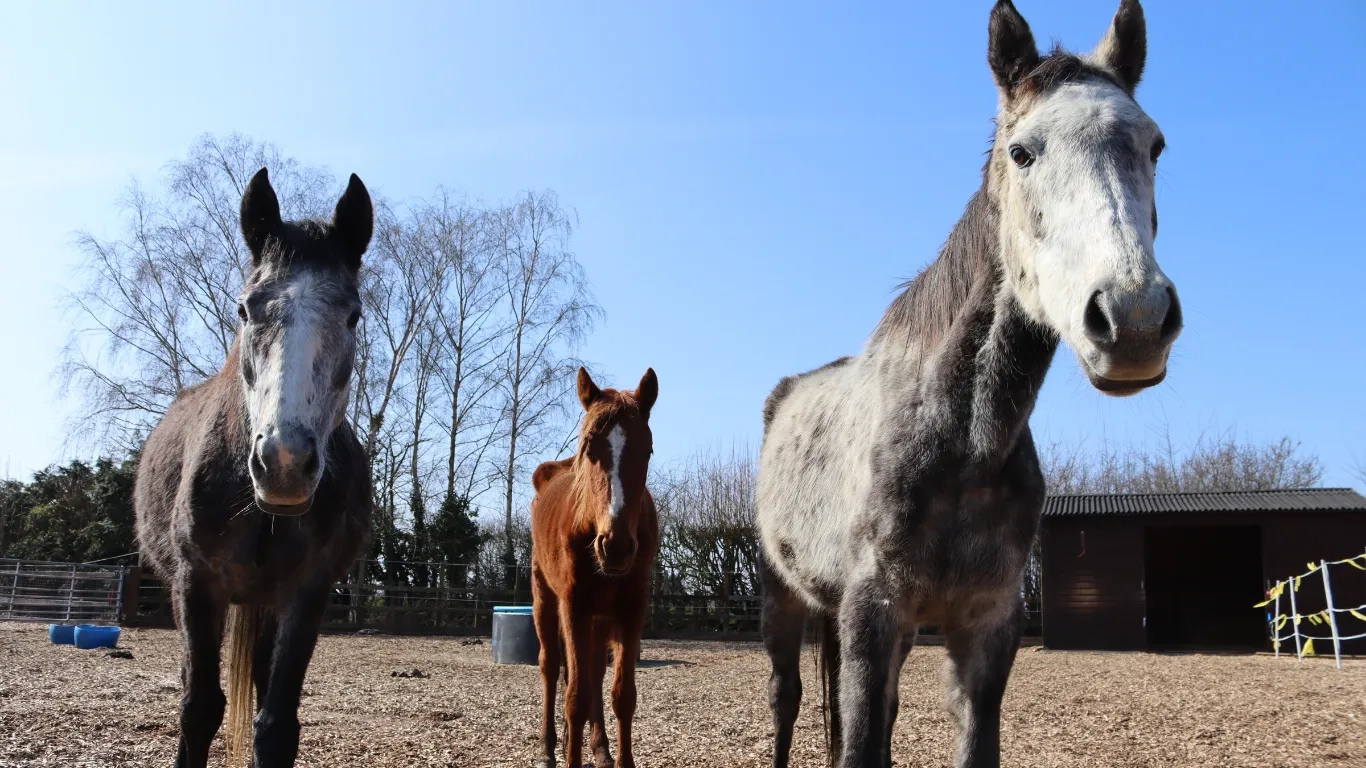 Photo of Calypso, Harmonia and Solo the horses at their intake at Redwings. 