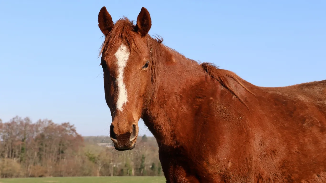 Photo of Harmonia the horse looking healthy. 
