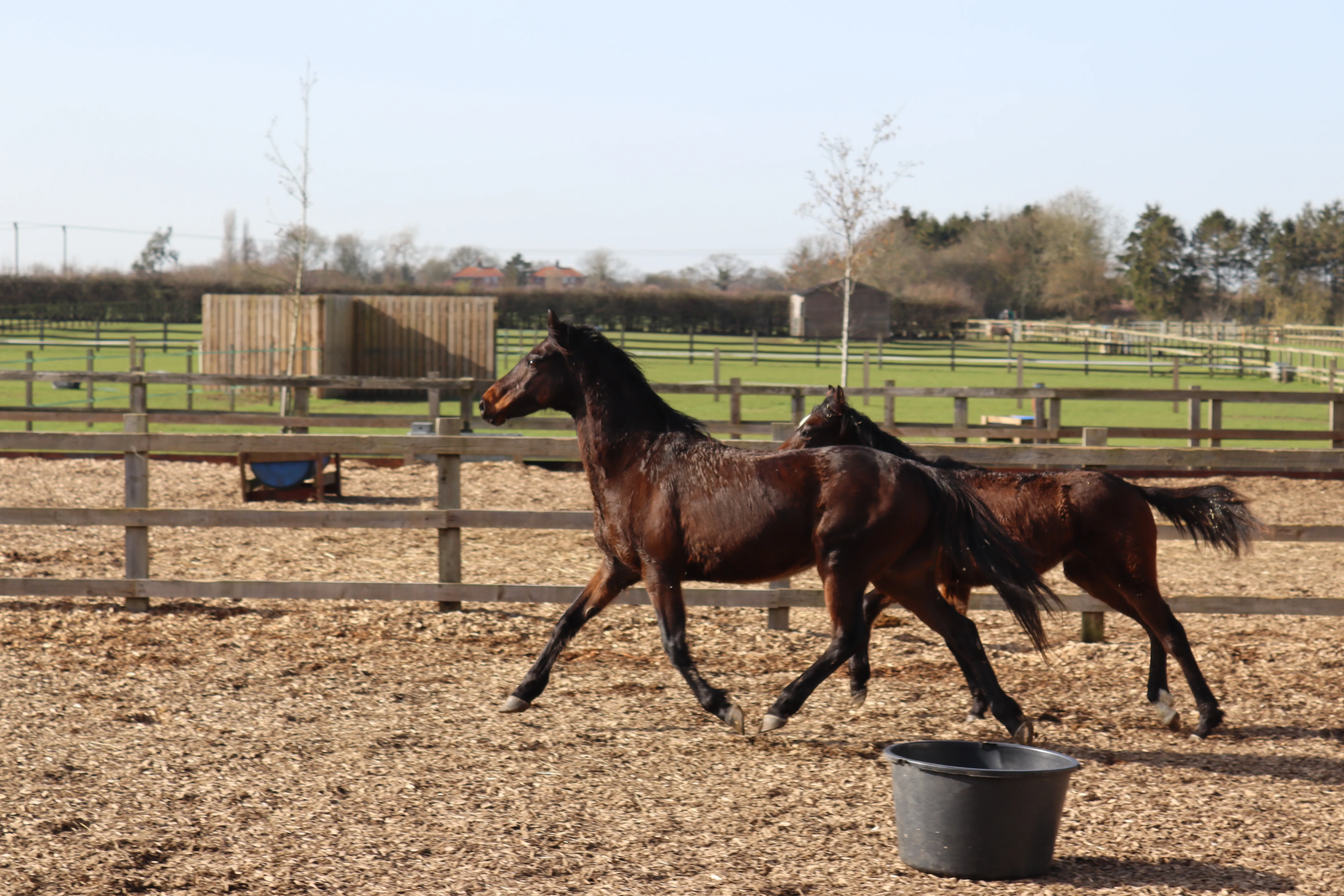 Photo of two ponies trotting on a wood chip