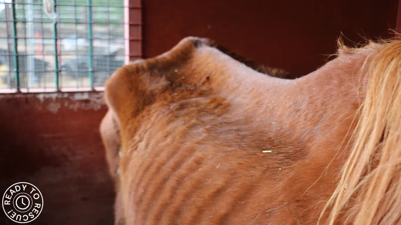 A photo of Harmonia the horse's body at intake to Redwings. 