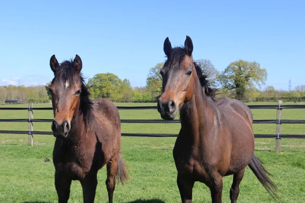 A photo of two horses; Artemis (left) the filly with her mum Hera (right)