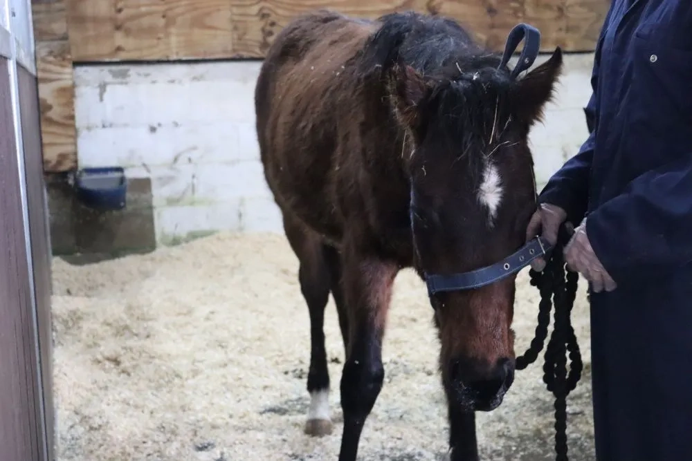 Photo of Artemis the foal looking poor upon arrival at Redwings