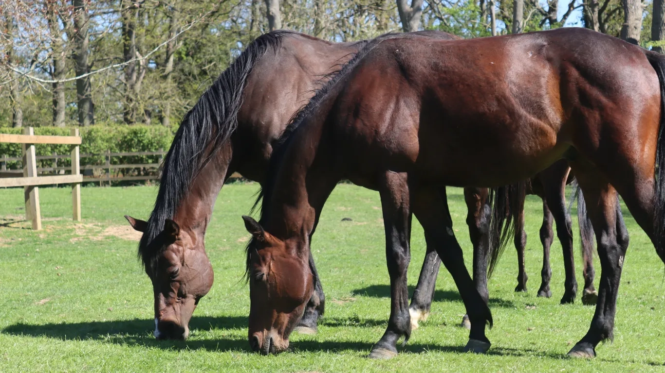 Photo of two thoroughbred horses eating grass.