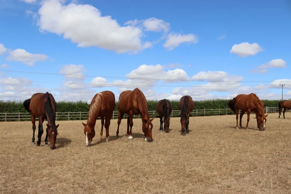 Photo of a group of thoroughbred-type horses in a field. 