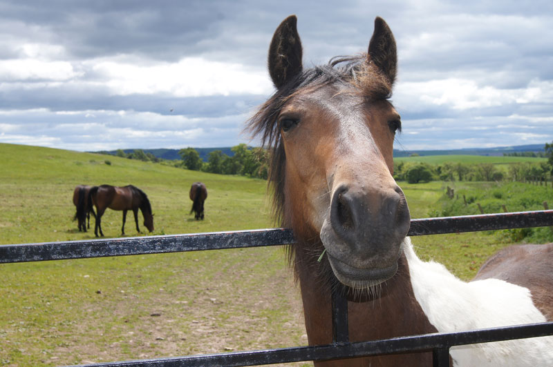 A truly national charity | Redwings Horse Sanctuary